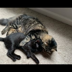 Meet your Posher, Noah